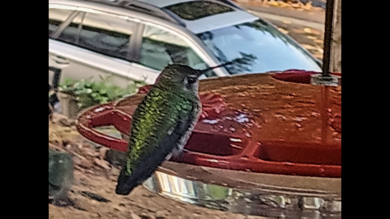 Hummingbird Feeder Maintenance and Shots of Our Hummingbirds