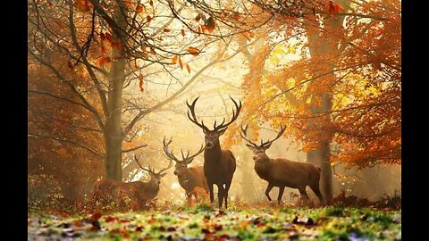 LDGI ( 02-01-2026 Sun ) TIME TO GET IT ON 1776!!!