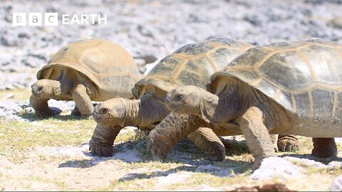 Can These Tortoises Avoid Being Boiled In Their Shell