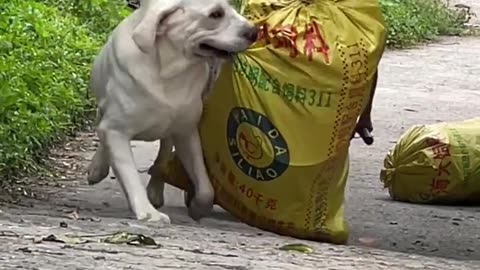Loyal Dog Helps Grandma Every Day – So Heartwarming! 🐶💞