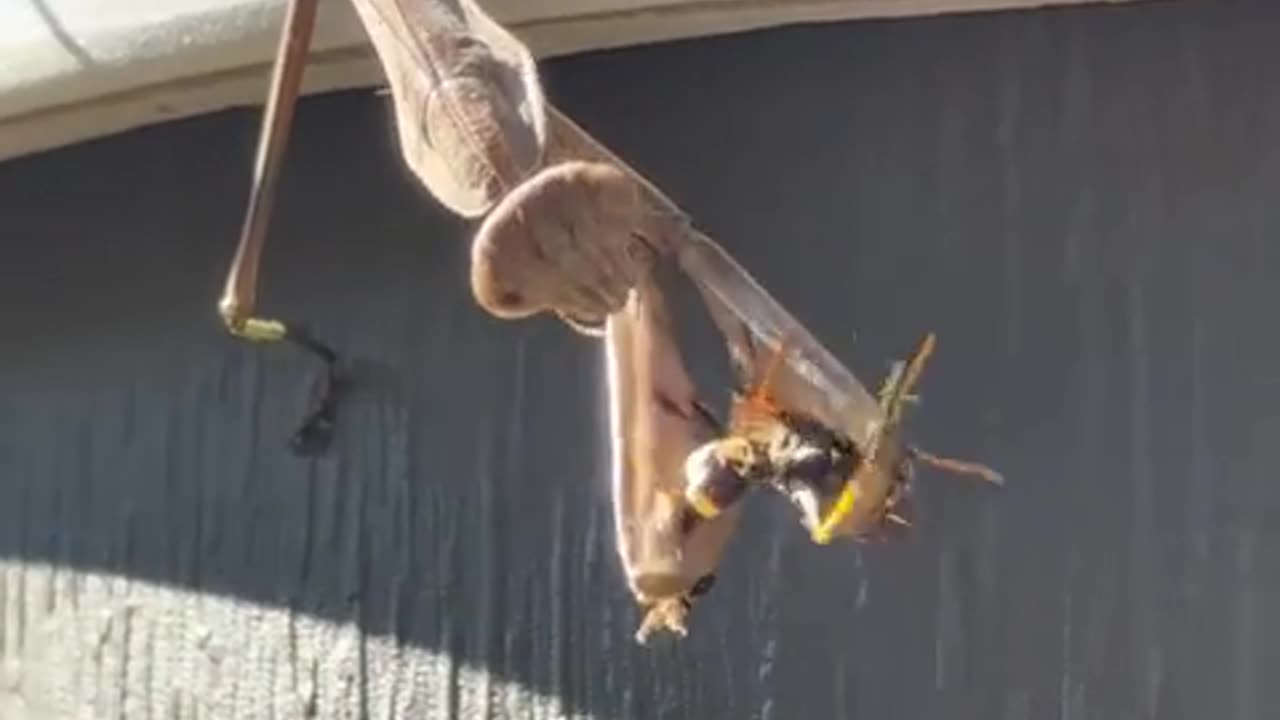 😂🐛 Praying Mantis vs Wasp - Hilarious Fail! | FunFM