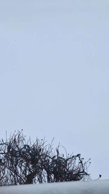 The Winter weather is wild this year ☃️