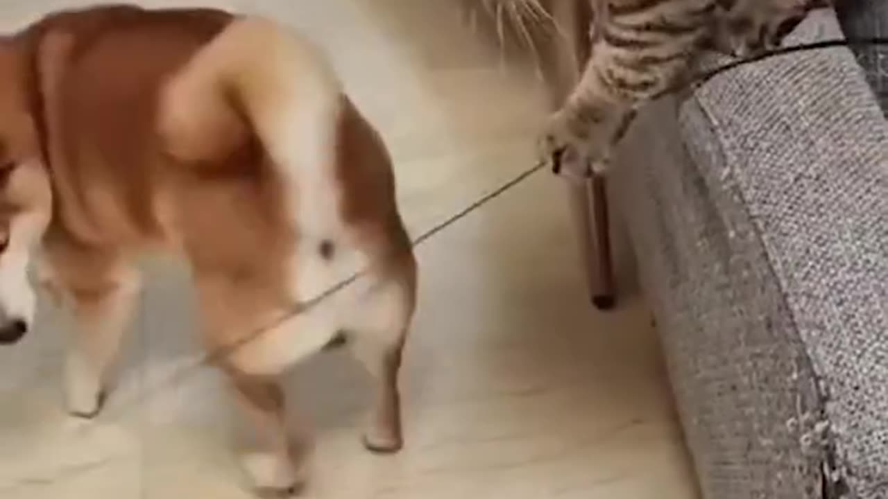 Funny animals