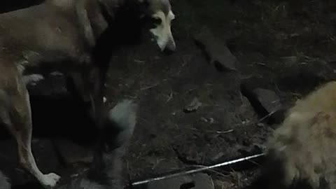 Con los perritos, noche de viernes - Paró la lluvia y hay poco de viento 09/01/2026