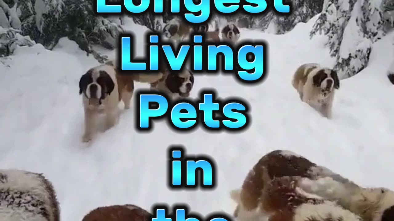 Top 10 Longest Living Pets in the world!