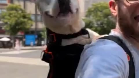 One HAPPY dog's day
