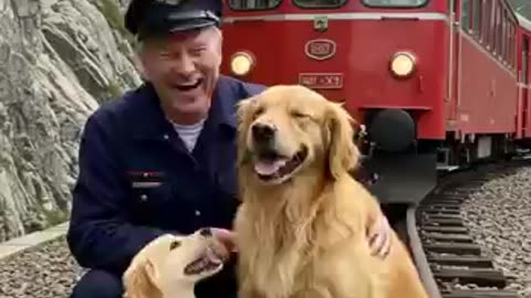 Golden Retriever Mom and Puppy Save a Train