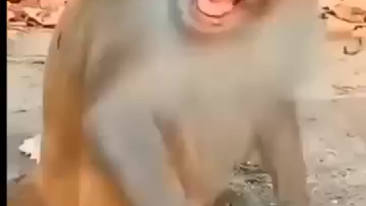 Funny Monkey