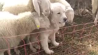 To protect the sheep, one must become sheep