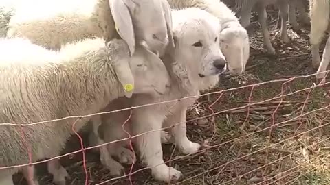 To protect the sheep, one must become sheep