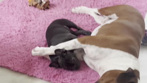 💤 Frenchie Puppy Sleeps Between Big Bro’s Paws 🐾❤️ | Cutest Nap Ever! #FrenchieLove