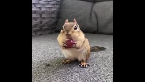 Funny and cute animals