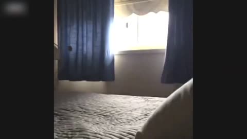 Jumping cats compilation, the best