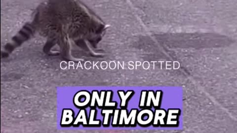 Only in Baltimore: Video Shows a Raccoon Stuck and Leaning, Frozen from Consuming Too Much Fentanyl