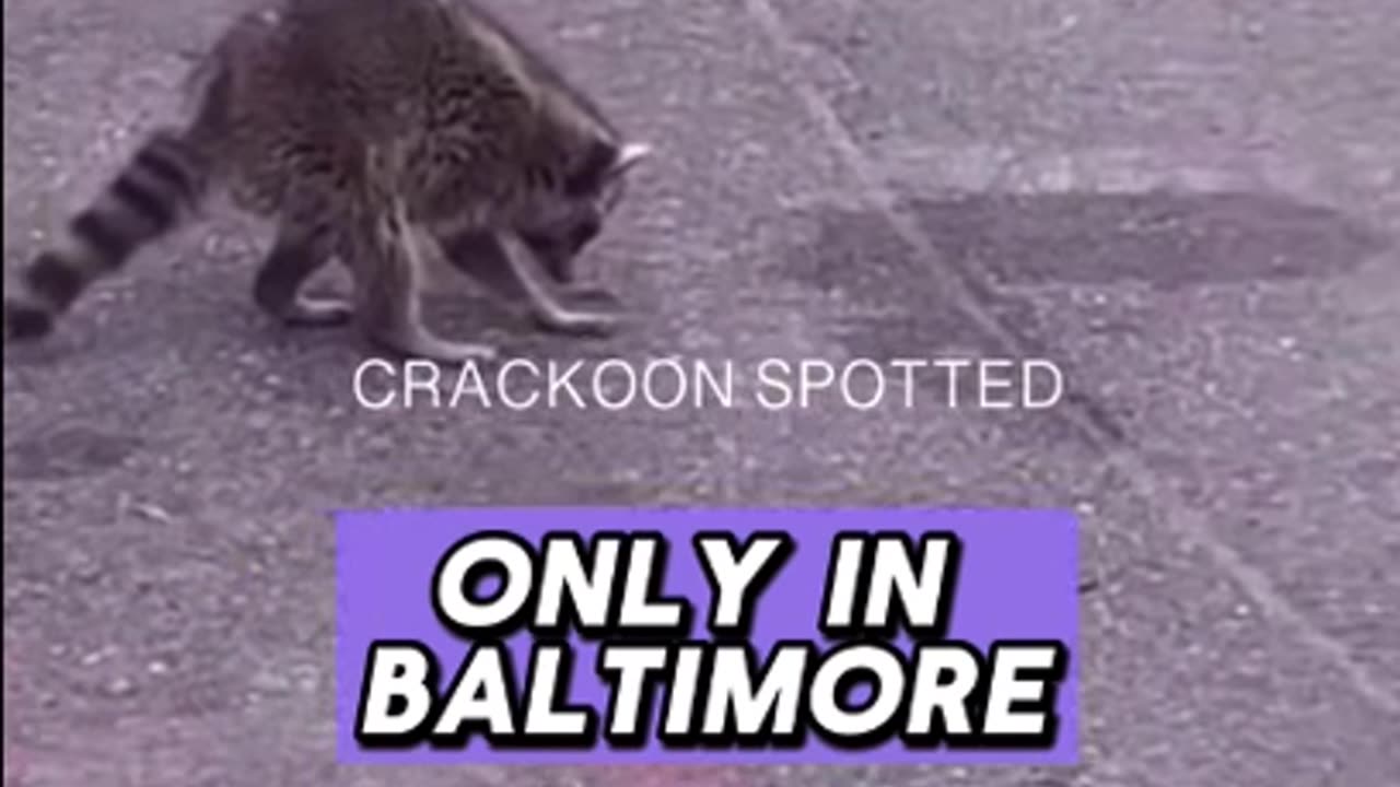 Only in Baltimore: Video Shows a Raccoon Stuck and Leaning, Frozen from Consuming Too Much Fentanyl