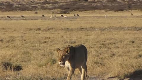 Lioness looking for water to drink