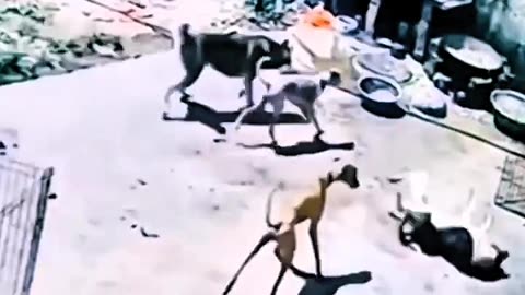 DOG FIGHT ENDS IN TRAGEDY😱😱😱😱