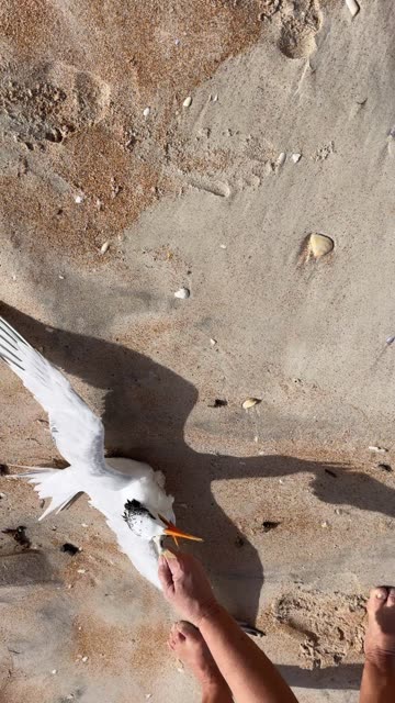 Women Help Bird Choking on a Fish