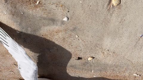 Women Help Bird Choking on a Fish