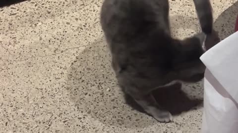 Cat Chases Tail In Hopes Of Oven Scraps