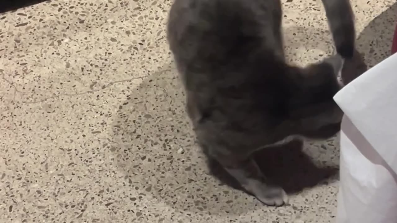 Cat Chases Tail In Hopes Of Oven Scraps