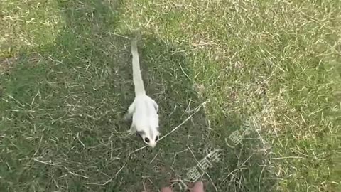 Can Your Pet Fly? This Sugar Glider Can! #pets #cute #funny #animals