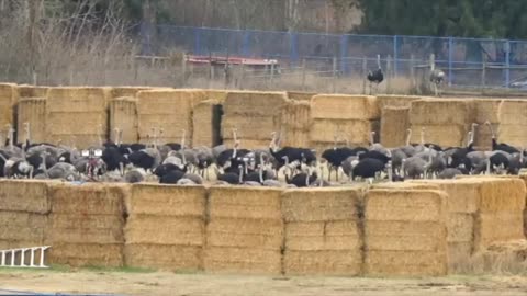 The Universal Ostrich Farm Massacre: The Full Story They Tried to Bury