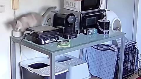 when you have a cat and a glass table)))