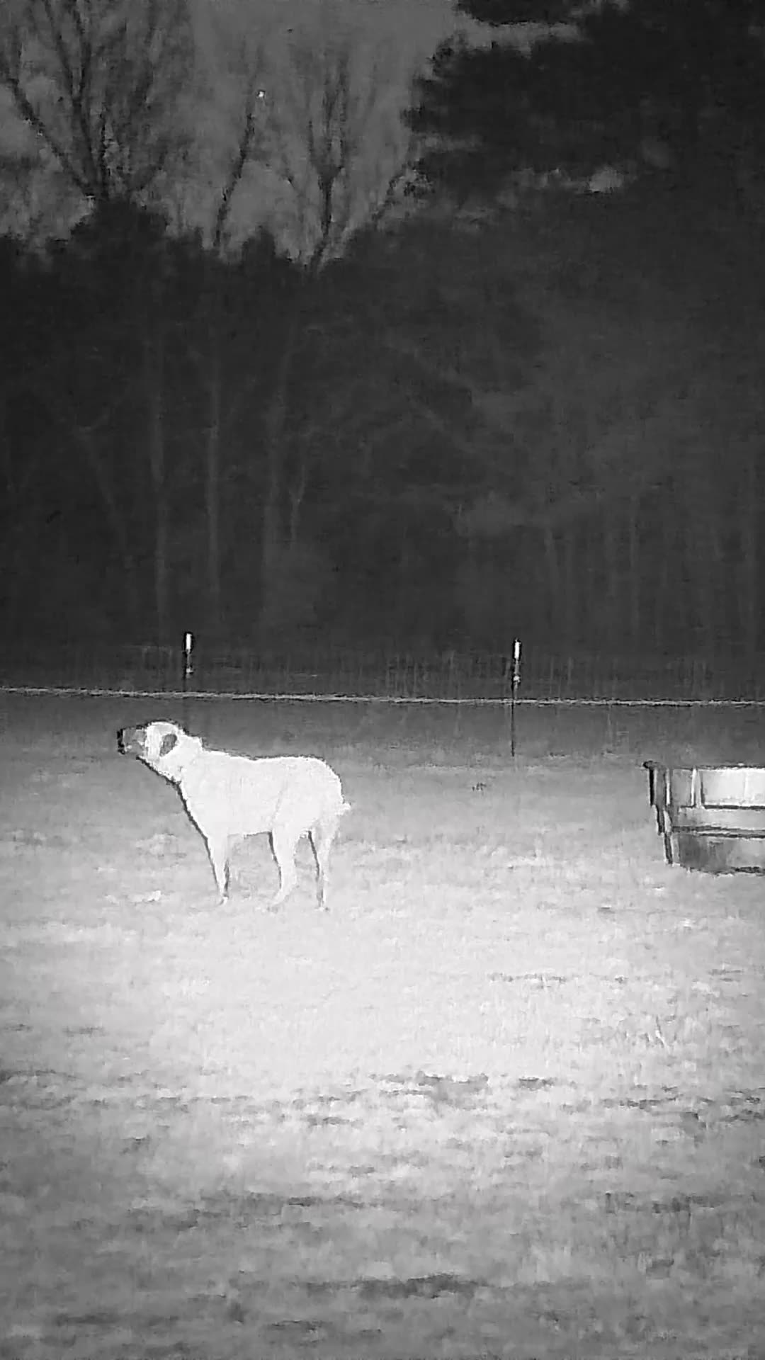 Can You See THIS... At Night???