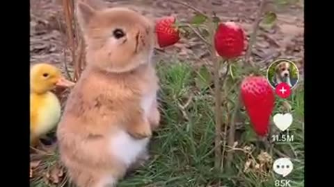 🍓 When Life Gives You Strawberries… SQUIRREL! 🐿️✨