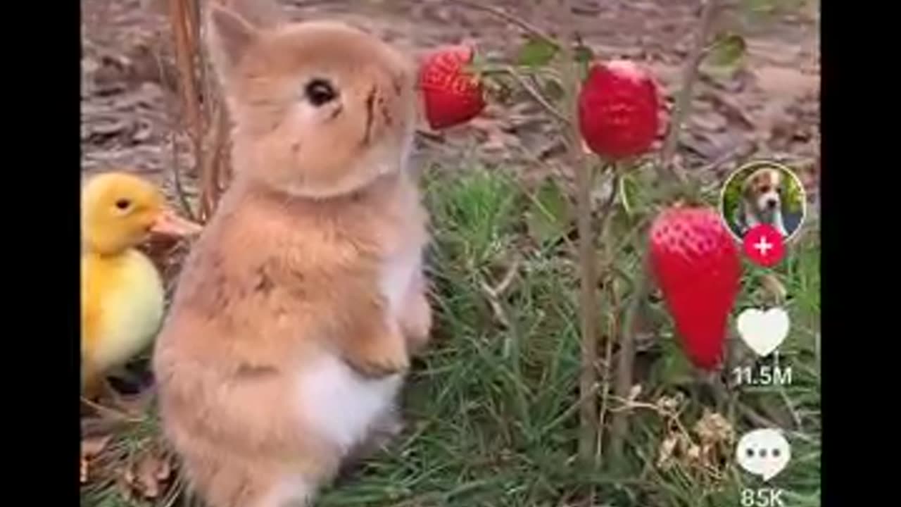 🍓 When Life Gives You Strawberries… SQUIRREL! 🐿️✨