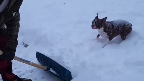 Boston Terrier love the snow