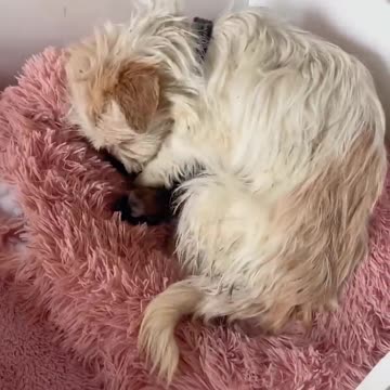 Dog mom, whose life was difficult, carried her dead puppy, desperately seeking help from passersby.