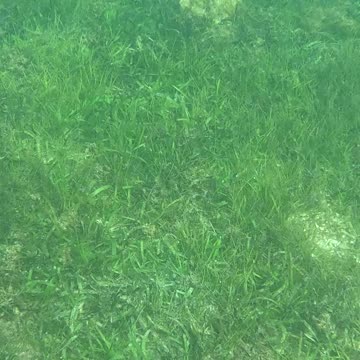 Snorkeling Through Serenity