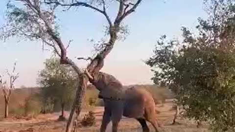 Strength Of The African Elephant