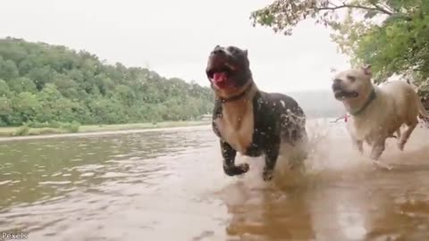 Your Daily Dose of Pets - He Snuck Past Security