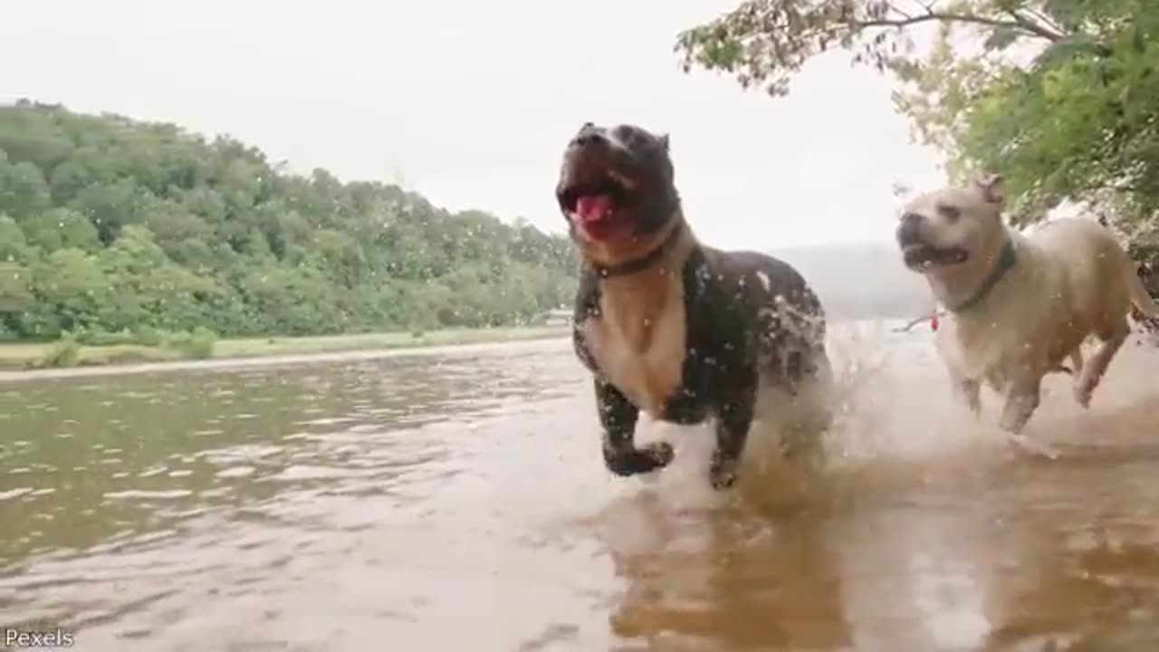 Your Daily Dose of Pets - He Snuck Past Security