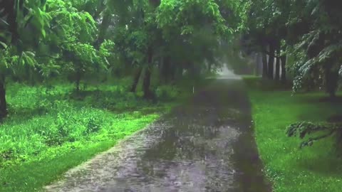 This Jungle Road in Heavy Rain Feels Unreal 🌧️🍃