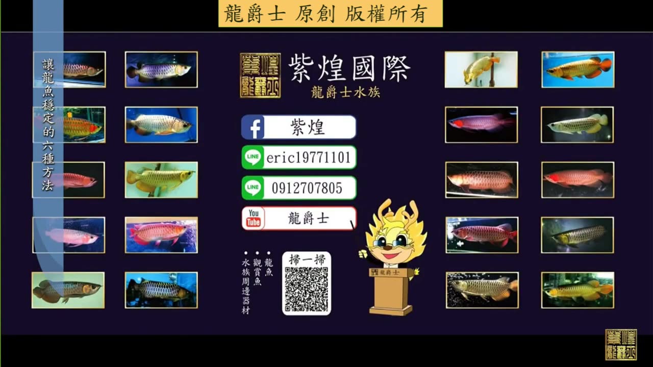 【龍爵士】龍魚百科 讓龍魚穩定的六種方法