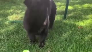 😂🐶 You Won't Believe This Puppy's Positive Vibes! | FunFM