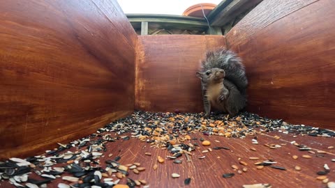 Grumpy kicked out of the box by a bigger squirrel.