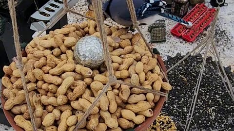 Blue Jay sorting for the perfect peanuts