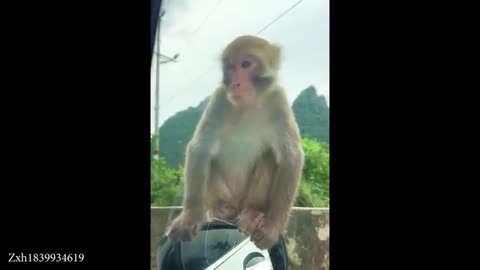 The World's Most Intelligent Monkey of 2026 So Far 😂 Funny Animal Videos!