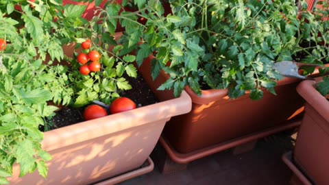 Grow Your Own Food With Just a Bucket!
