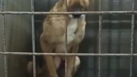 Help our animal shelter! URGENT!