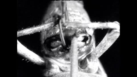Use of the Mouthparts of Orthoptera During Feeding: A Grasshopper’s Feast