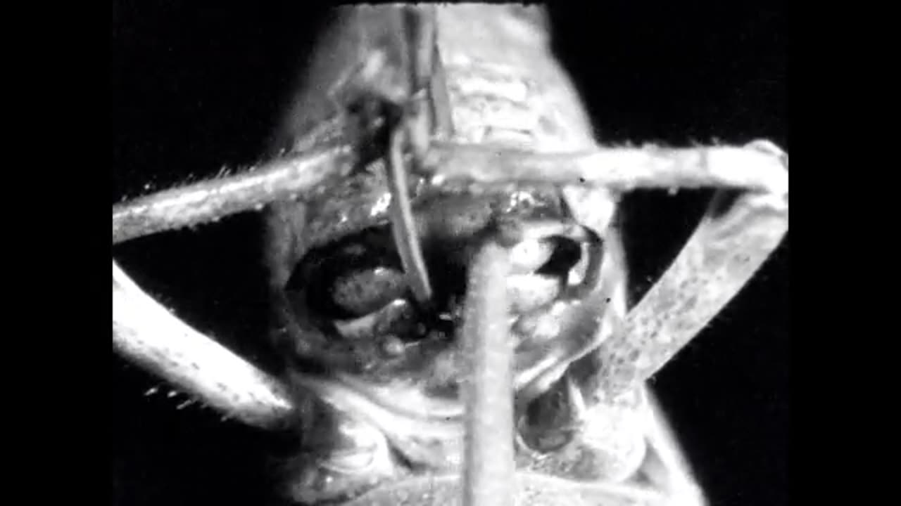 Use of the Mouthparts of Orthoptera During Feeding: A Grasshopper’s Feast