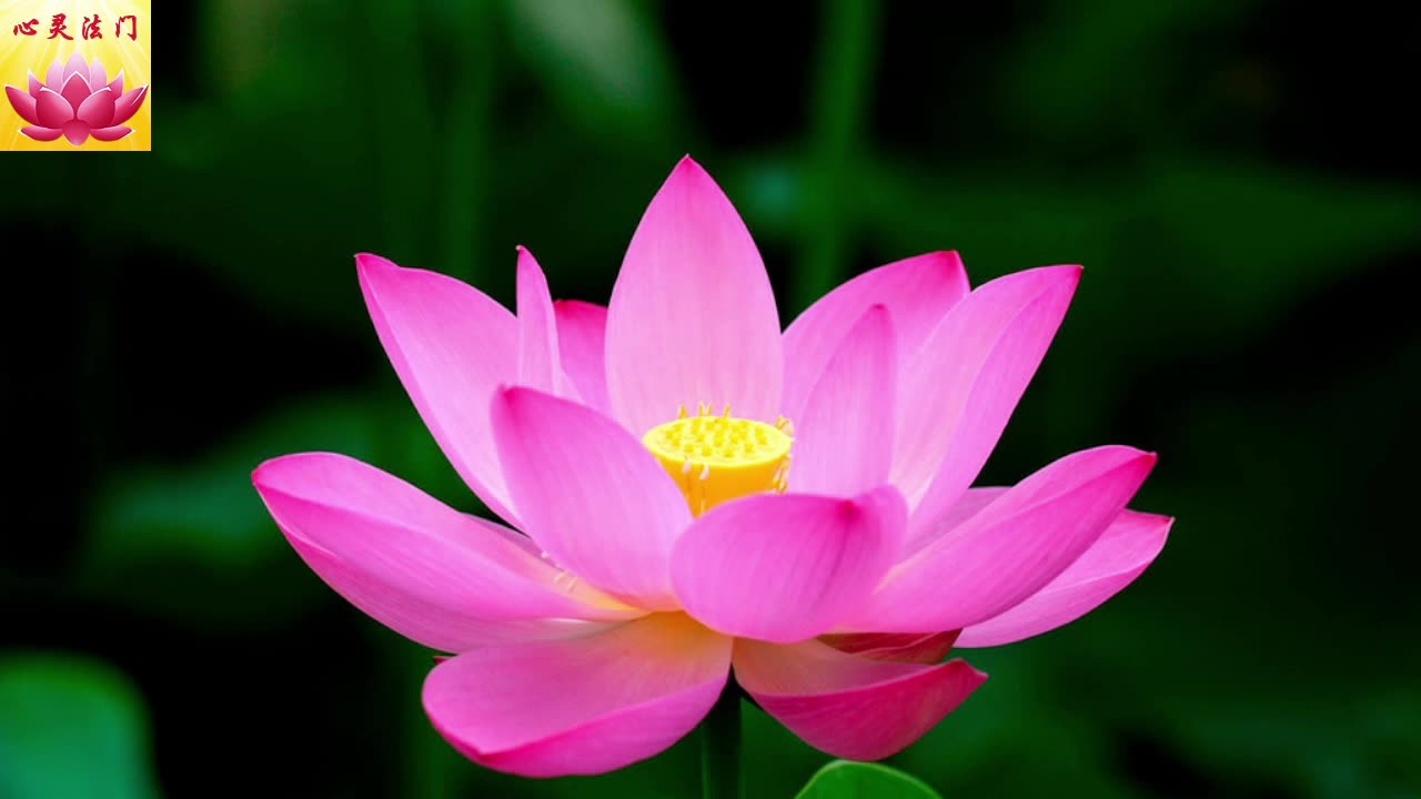 2025 12 13 #心灵法门 #卢军宏