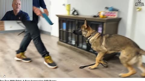 Miracle K9 - Going "Bonkers" with Balanced Dog Training - Pt 5