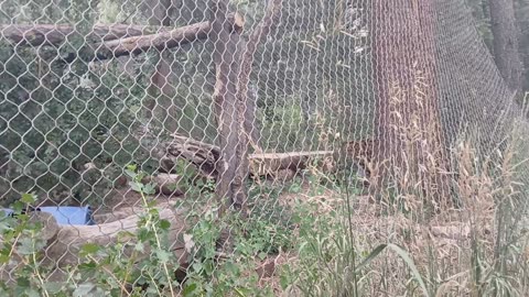 Cheyenne Mountain Zoo Part 32